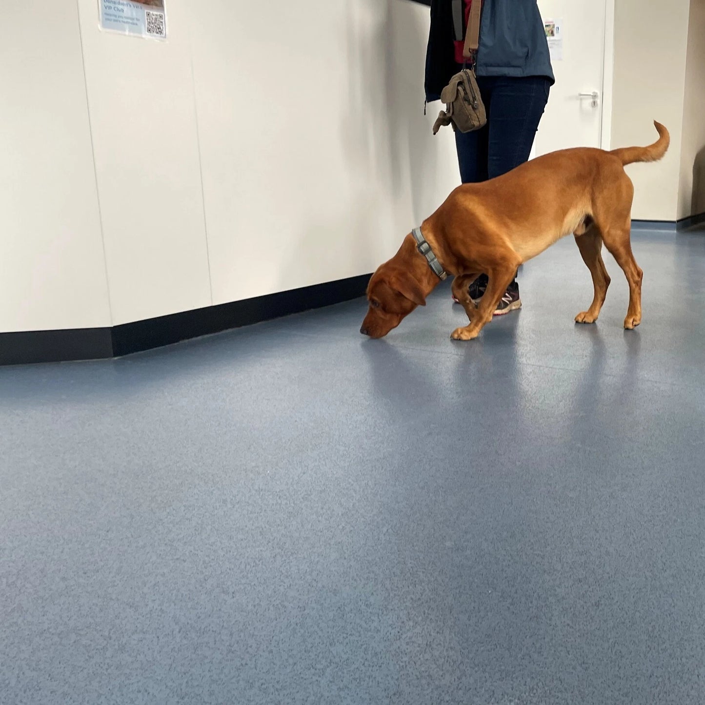 Waterproof Heavy Duty Anti-slip Vinyl Flooring - Vets Veterinary Clinic Kennels, Thickness 2mm, Width 2m, Length 3m