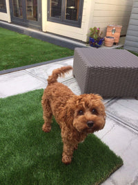 Luxury Artificial Grass Dog Mats 100cm x 100cm £19.99