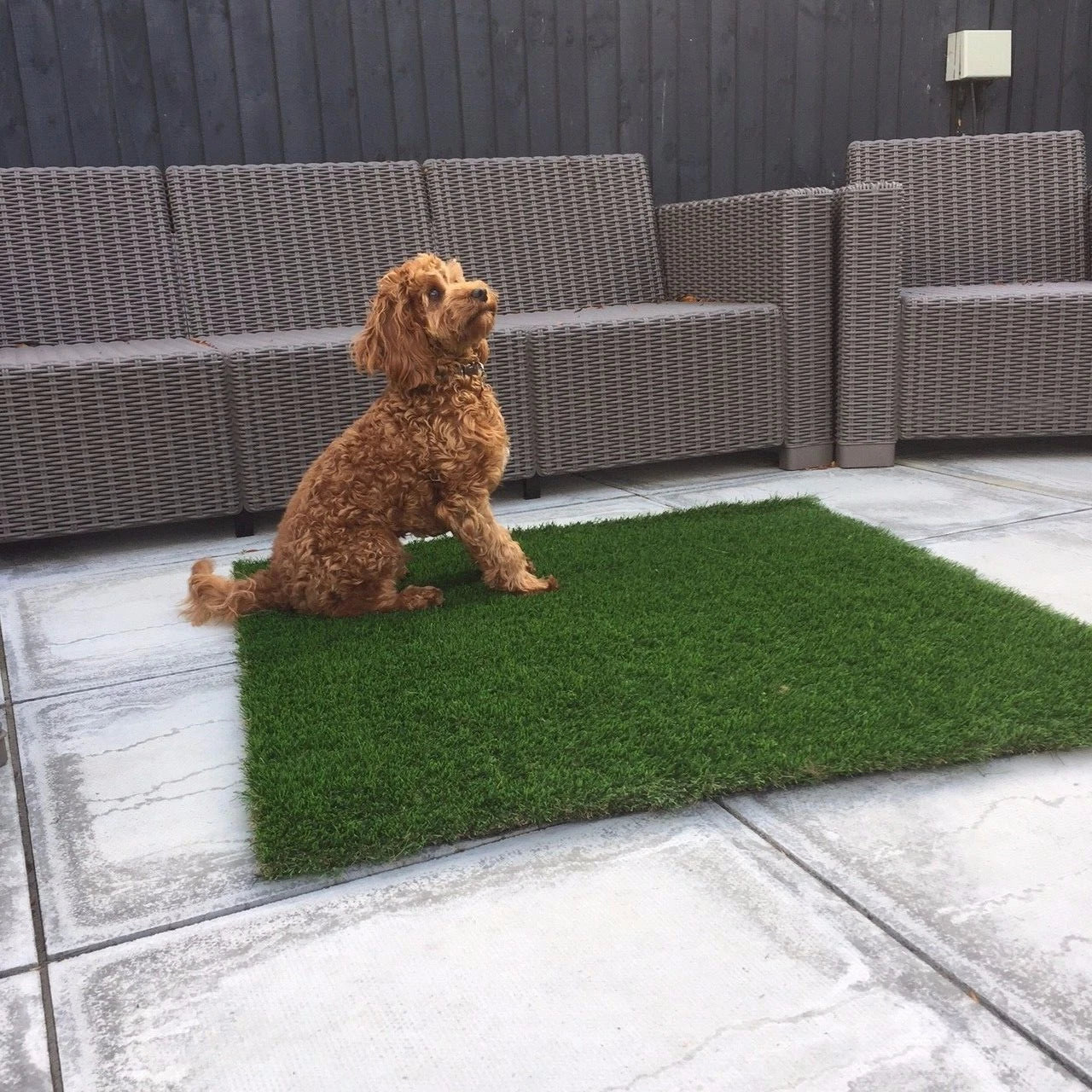 Luxury Artificial Grass Dog Mats 100cm x 100cm £19.99