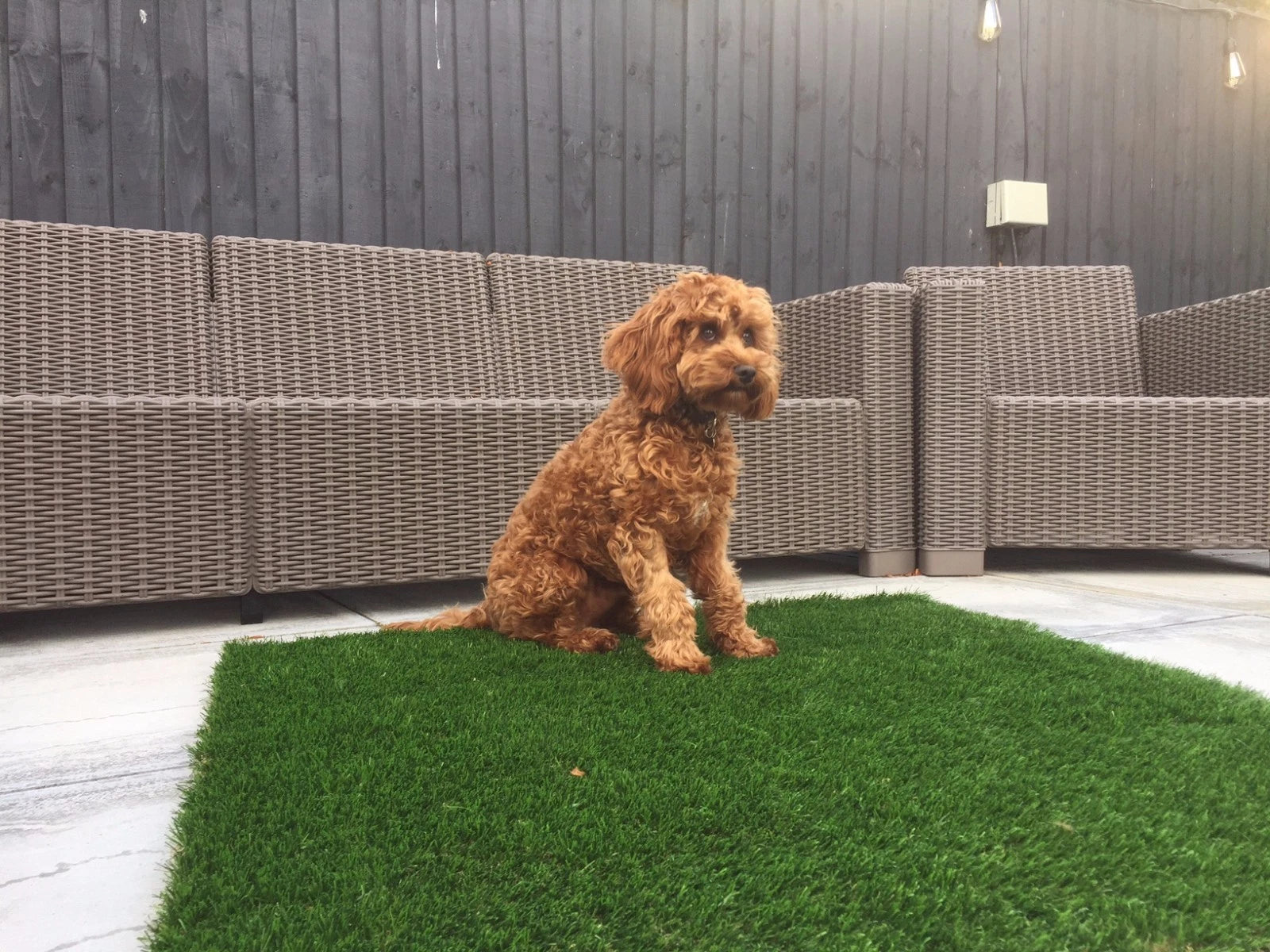 Luxury Artificial Grass Dog Mats 100cm x 100cm £19.99