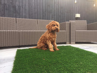 Luxury Artificial Grass Dog Mats 100cm x 100cm £19.99